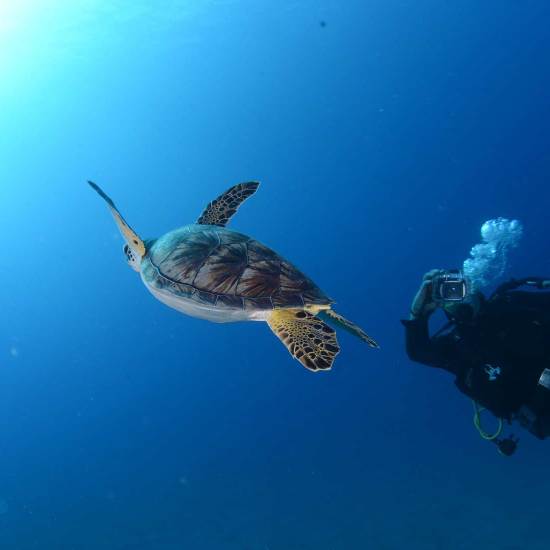 Diving Adventure Tour Antalya